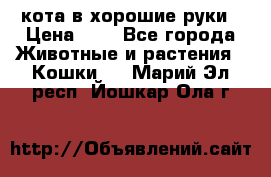 кота в хорошие руки › Цена ­ 0 - Все города Животные и растения » Кошки   . Марий Эл респ.,Йошкар-Ола г.